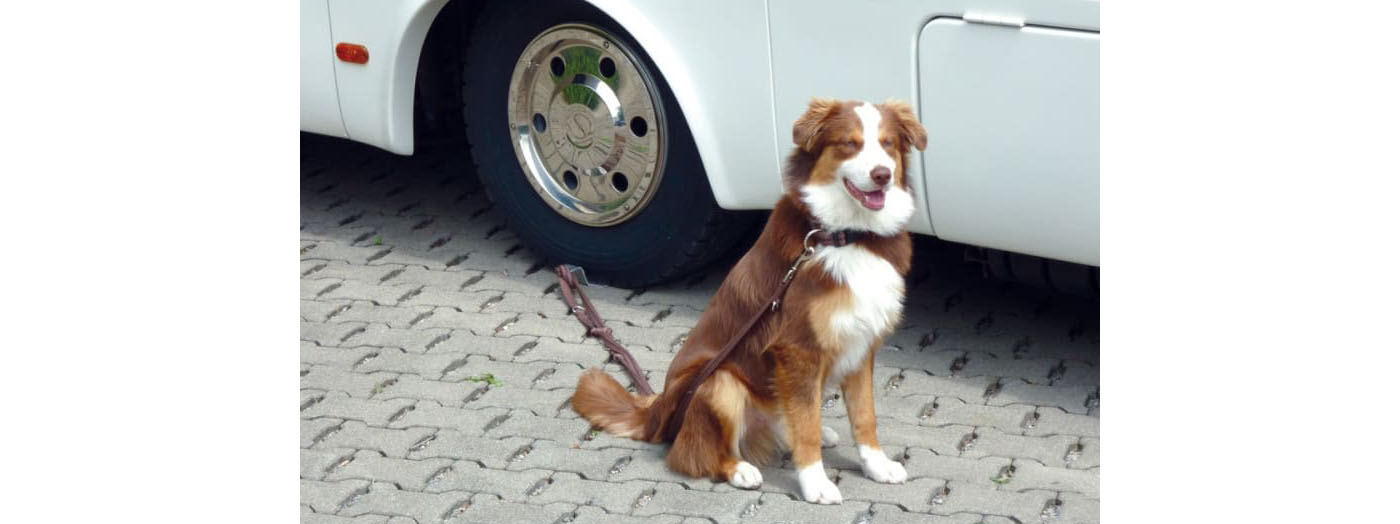 Dog-Sitter LINNEPE pour camping-car